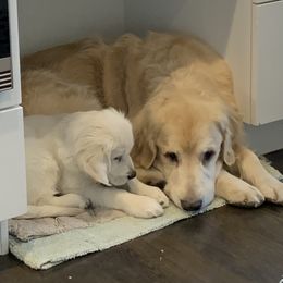 Golden Retriever Puppies from Hyalite Family Kennel