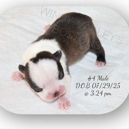 Boy 2 - Black and white male Boston Terrier puppy in North Central, Vermont from Windy Valley’s Bostons