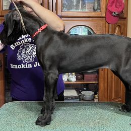 Great Dane Puppies from Hladik Great Danes