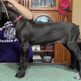 Great Dane Puppies from Hladik Great Danes