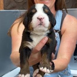 Dark Green Collar Male - Black rust and white male Bernese Mountain Dog puppy in Bristol, Tennessee from Holston Hollow Farm