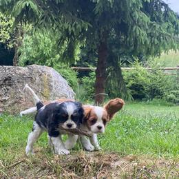 Cavalier King Charles Spaniel Puppies from Snowtrain Cavaliers