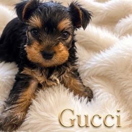 GUCCI - Black and tan male Yorkshire Terrier puppy in New Orleans, Louisiana from ROYAL PAWS