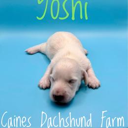 Yoshi - Cream male Dachshund puppy in Cincinnati, Ohio from Caines Dachshund Farm