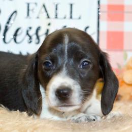 Norris - Black male Dachshund puppy in Bellville, Ohio from JK Mini Doxies
