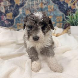 Olive - Blue merle female Bernedoodle puppy in Silver Lake, Indiana from ‘Mut’zger Doodles