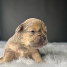 Goji - Liver male French Bulldog puppy in Porter, Texas from Whatabulldog