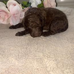 Boy 2 - male Poodle puppy in Winterville, Georgia from Villa Rosa Poodles
