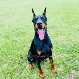 Zion - Doberman Pinscher