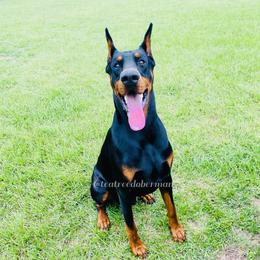 Zion - Doberman Pinscher