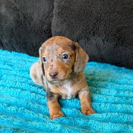 Bo Peep - Dapple female Dachshund puppy in Grass Valley, California from Mis Doxie