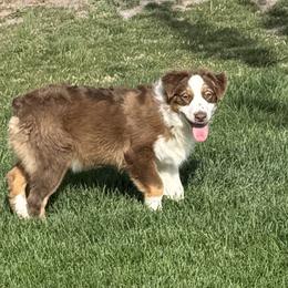Sissy's Red Tri Boy 1 - Red tri-color male Australian Shepherd puppy in Mt. Pleasant, Utah from WildeOak Aussies