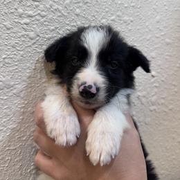 Australian Cattle Dog Puppies from Hangin R Kennels