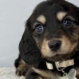 Christina💜 - Black and cream female Dachshund puppy in New Braunfels, Texas from 2 Knights Doxies