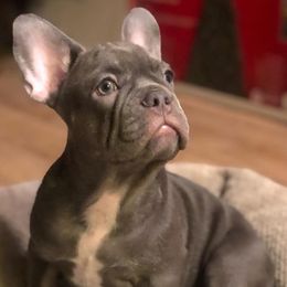 French Bulldogs from Dior The Frenchie