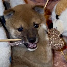 Dango - Red male Shiba Inu puppy in Clewiston, Florida from Animal Farm Shiba Inus & Mameshibas