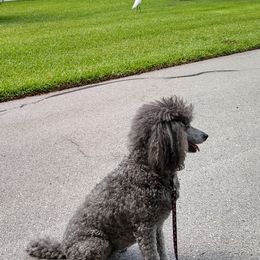 Poodles from Broad Bay Poodles