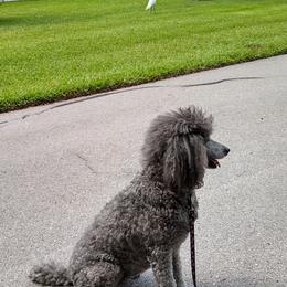 Poodles from Broad Bay Poodles