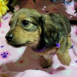 Dachshund Puppies from CLARK'S BREEDING PROGRAM