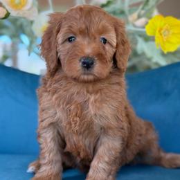 Maggie - yellow - Red  female Goldendoodle puppy in Yuciapa, California from AlltheDoodlez_