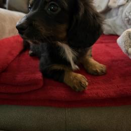 Fluffy - Black and tan female Dachshund puppy in Texarkana, Arkansas from Cadie Bounds