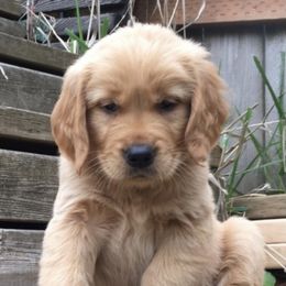 Golden Retriever Puppies from Goldens of Hope