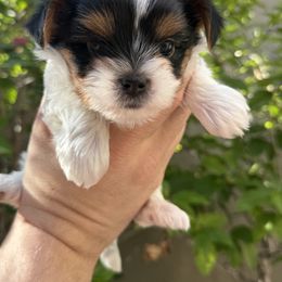 Fiona 5000 - Black tan and white female Biewer Terrier puppy in Temecula, California from Biewer Puppies USA