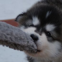 Schrodinger's Pup "Schroder" - Alaskan Malamute puppy in Cokato, Minnesota from WinterStarz Alaskan Malamutes