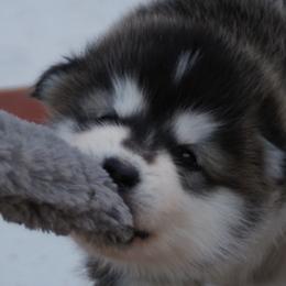 Schrodinger's Pup "Schroder" - Alaskan Malamute puppy in Cokato, Minnesota from WinterStarz Alaskan Malamutes