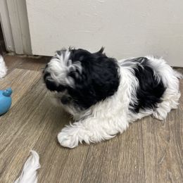 Shih Tzu Puppies from TACG