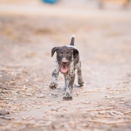 German Shorthaired Pointer Puppies from Dem Feuerhaus Gun Dogs