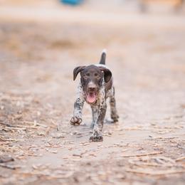 German Shorthaired Pointer Puppies from Dem Feuerhaus Gun Dogs