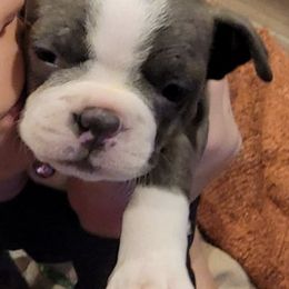 Boston Terriers from Claudine's Boston Terriers