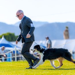 Bullet - Australian Shepherd
