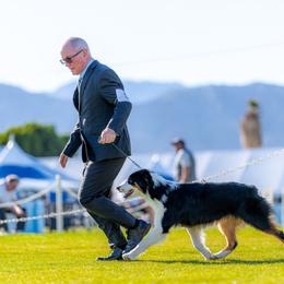 Bullet - Australian Shepherd