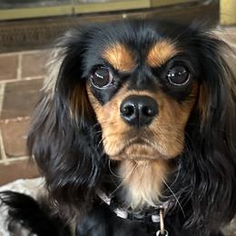 Cavalier King Charles Spaniels from Fern Valley Cavaliers