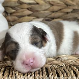 Kiss - Red female Pembroke Welsh Corgi puppy in Muldrow, Oklahoma from Dean’s Rustic Ranch Corgis and Horses