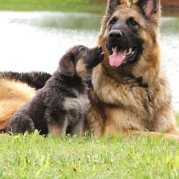 German Shepherd Puppies from Oakmont Shepherds