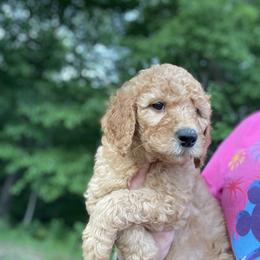Goldendoodle and Poodle Puppies from Ransone’s Ridge Runners Poodles and Doodles