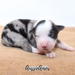 Bi Blue Merle 1 - Blue merle male Miniature Australian Shepherd puppy in Pinehurst, Texas from Aussie Amor
