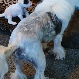 Chinese Crested Puppies from Sakkarra Chinese Crested Dogs and Art