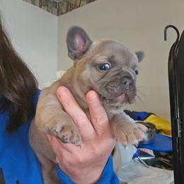 Boy 3 - Blue fawn male French Bulldog puppy in Lansing, Michigan from Black Thunder 517 Cane Corso and Dachshunds
