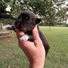 Versace - Liver female Miniature Schnauzer puppy in Silver Creek, Mississippi from Mamie’s Minis, LLC