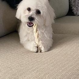 Coton de Tulear Puppies from Buttercup Cotons of Texas