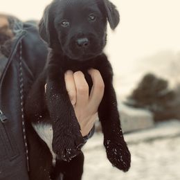 Labrador Retriever Puppies from One Willow Labradors