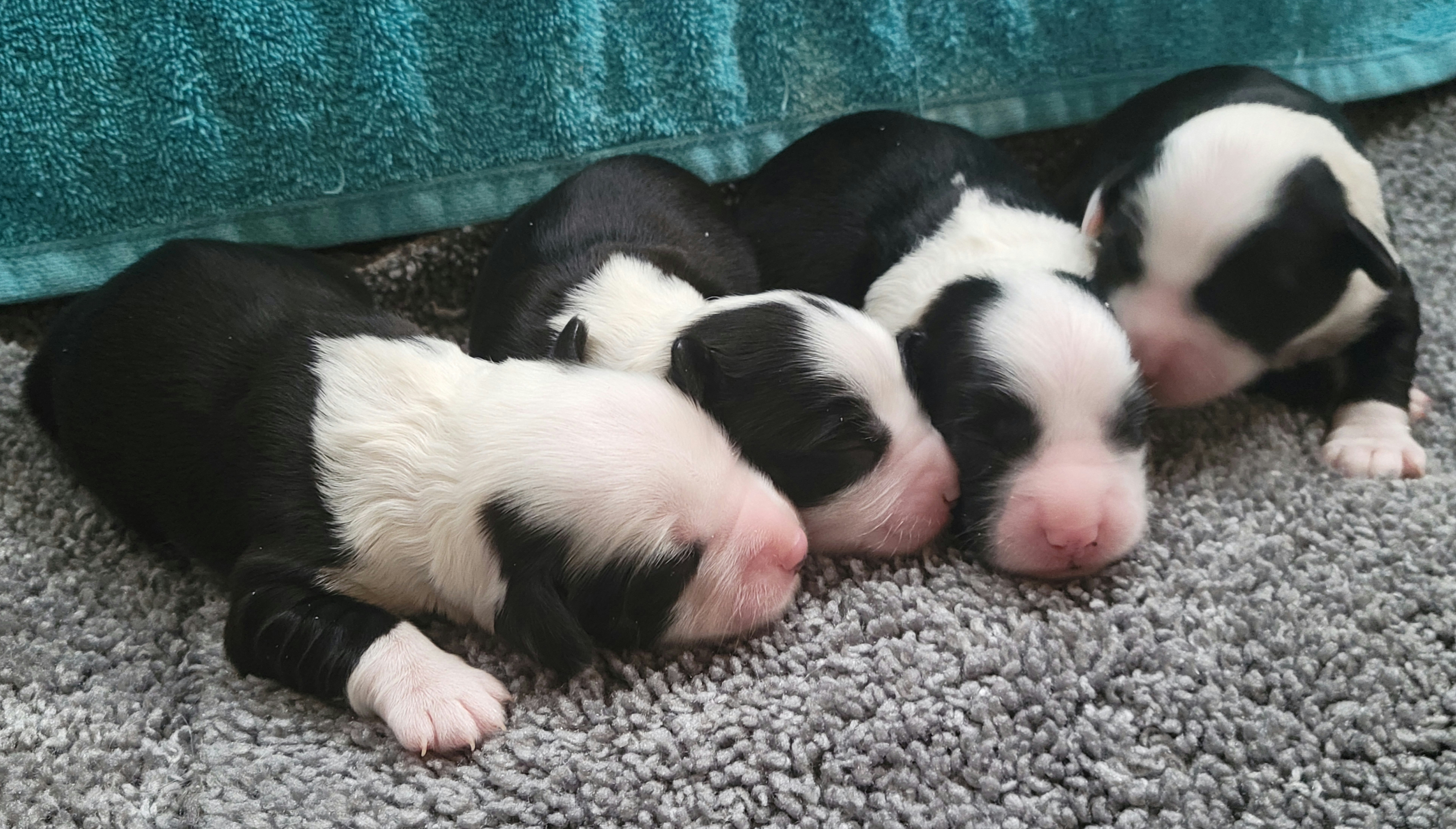 Tibetan Terrier Puppies from Dzine Tibetan Terriers