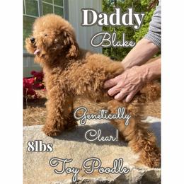 Blake - Poodle