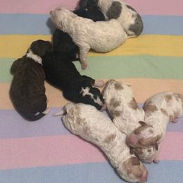 Australian Mountain Doodle puppies from Signature Doodles