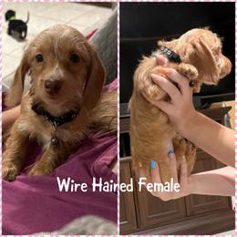 Girl 3 - Cream female Dachshund puppy in Houma, Louisiana from Portier’s Mini Dachshunds