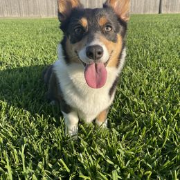 Stormi - Pembroke Welsh Corgi